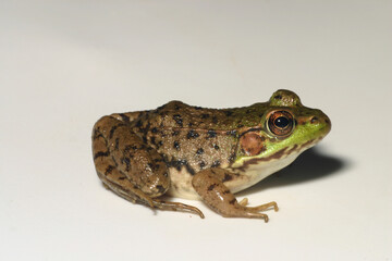 Green frog (Rana clamitans / Lithobates clamitans), a common North American amphibian, on a white background. 