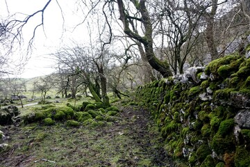 Winter in the English countryside.  On the right is a stone fence covered with green moss.  In the middle, the rock is overgrown with moss and trees without leaves.