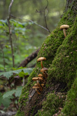 mushrooms on a tree