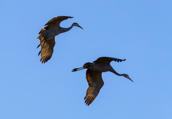 Sandhill Cranes at National Sandhill Crane Refuge in Birchwood Tennessee.