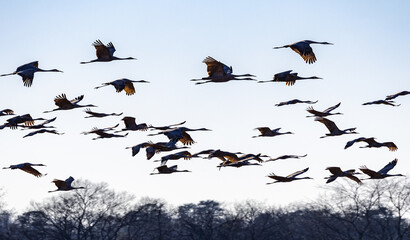 Flock of Sandhill Cranes in Birchwood Tennessee.
