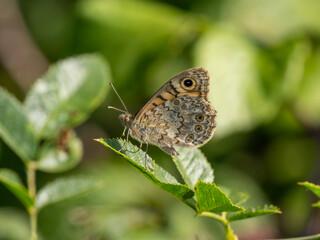 Wall Brown Butterfly Resting With Its Wings Closed
