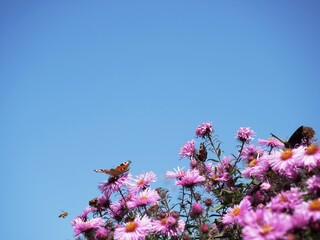 Butterfly Peacock on purple lilac flowers chrysanthemums against blue sky on bright sunny day