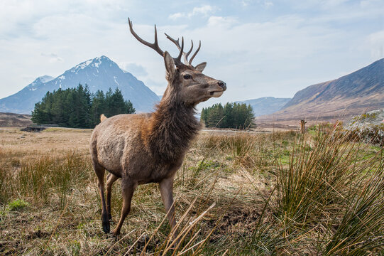Composite image of red deer stag in Beautiful Alpen Glow hitting mountain peaks in Scottish Highlands