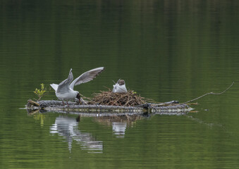 Black headed gulls maintaining nest built on old lifebuoy, surrounded by water