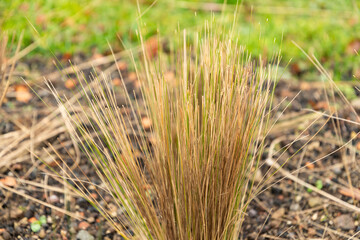 Mexican feather grass or Nassella Tenuissima plant in Zurich in Switzerland