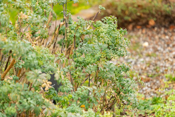 Common rue or Ruta Graveolens plant in Zurich in Switzerland