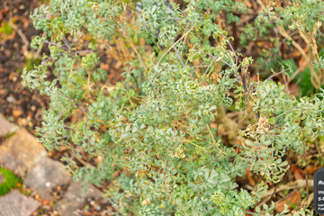 Common rue or Ruta Graveolens plant in Zurich in Switzerland