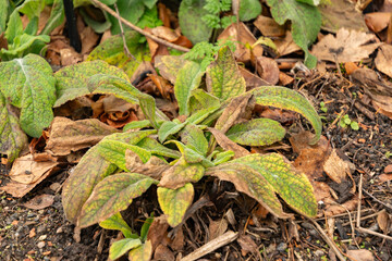 Common foxglove or Digitalis Purpurea plant in Zurich in Switzerland