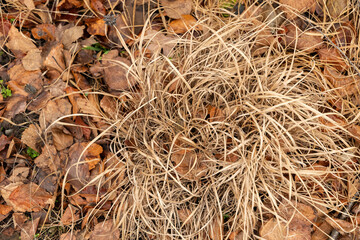 Purple moor grass or Molinia Caerulea plant in Zurich in Switzerland