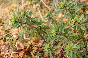 Wood spurge or Euphorbia Amygdaloides plant in Zurich in Switzerland