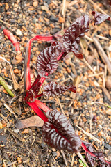 Beta Vulgaris var Flavescens plant in Zurich in Switzerland