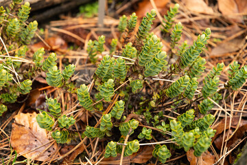Veronica Decumbens plant in Zurich in Switzerland