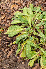 Cerinthe Minor plant in Zurich in Switzerland