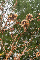 Oak leaf hydrangea or Hydrangea Quercifolia plant in Zurich in Switzerland