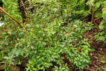 Gesneria Pedunculosa plant in Zurich in Switzerland
