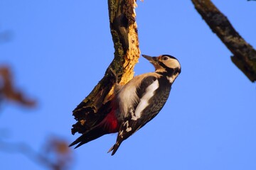 Buntspecht sägt am eigenen Ast in der Winterabend Sonne