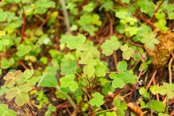Oxalis Integra plant in Zurich in Switzerland
