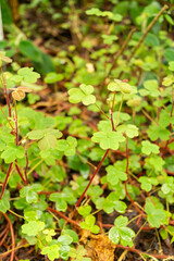 Oxalis Integra plant in Zurich in Switzerland