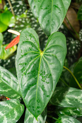 Flamingo flower or Anthurium Andraeanum plant in Zurich in Switzerland