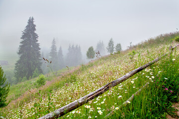 Meadow with white flowers and wooden fence on the foggy background. Ukraine, Carpathians.