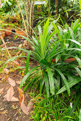 Pandanus Amaryllifolius plant in Zurich in Switzerland