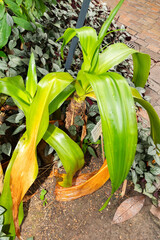 Poison bulb or Crinum Asiaticum plant in Zurich in Switzerland