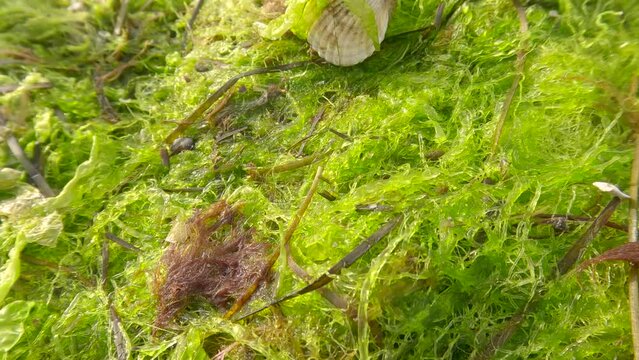 Algae and shells thrown onto beach by storm, Macro shot. Green Algae, Green bait weed, Red Hornweed, Dwarf Eelgrass and Marine Mussels, Camera moving backwards above littoral zone