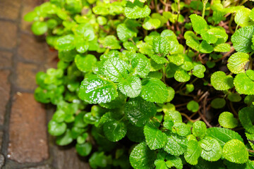 Pilea Inaequalis plant in Zurich in Switzerland