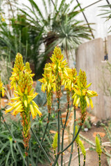 Aloe Cryptopoda plant in Zurich in Switzerland