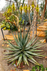 Fototapeta premium Aloe Cryptopoda plant in Zurich in Switzerland