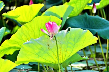 Nahaufnahme Seerosenblüte © Peter