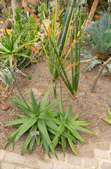 Aloe Secundiflora plant in Zurich in Switzerland