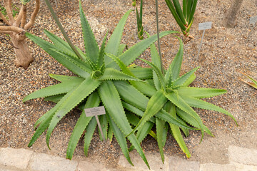 Aloe Secundiflora plant in Zurich in Switzerland