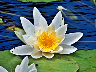 Seerosenblüten © Peter