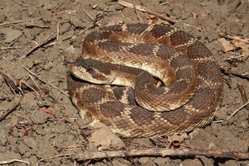 Northern Pacific Rattlesnake (Crotalus oreganus) coiled and alert in Napa County, California. 