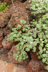 Pericallis Lanata plant in Zurich in Switzerland