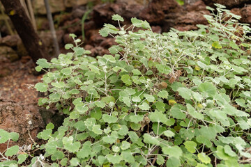 Pericallis Lanata plant in Zurich in Switzerland