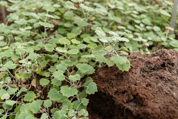Pericallis Lanata plant in Zurich in Switzerland