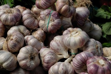 garlic vegetable as spice or natural medicine