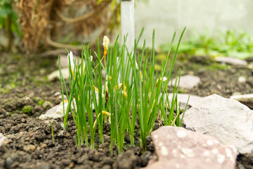 Crocus Ochroleucus plant in Saint Gallen in Switzerland