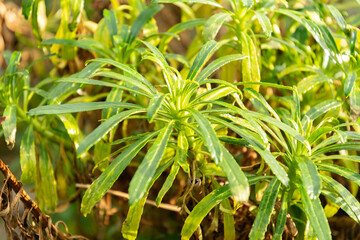 Azores Bellflower or Azorina Vidalii plant in Saint Gallen in Switzerland
