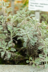 Tanacetum Argenteum plant in Saint Gallen in Switzerland