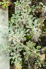 Tanacetum Argenteum plant in Saint Gallen in Switzerland