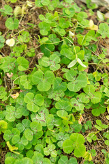 Shamrock pea or Parochetus Communis plant in Saint Gallen in Switzerland