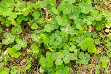 Shamrock pea or Parochetus Communis plant in Saint Gallen in Switzerland