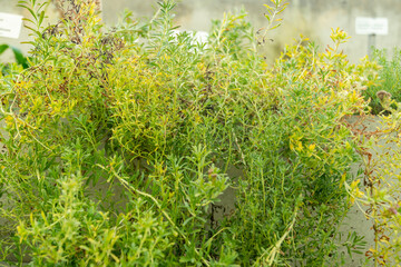 Stevia Purpurea plant in Saint Gallen in Switzerland