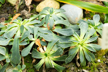 Cliff maids or Lewisia Cotyledon plant in Saint Gallen in Switzerland