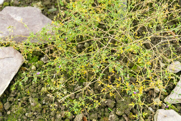 Fagonia Cretica plant in Saint Gallen in Switzerland