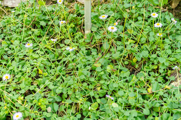 Bellis Rotundifolia plant in Saint Gallen in Switzerland